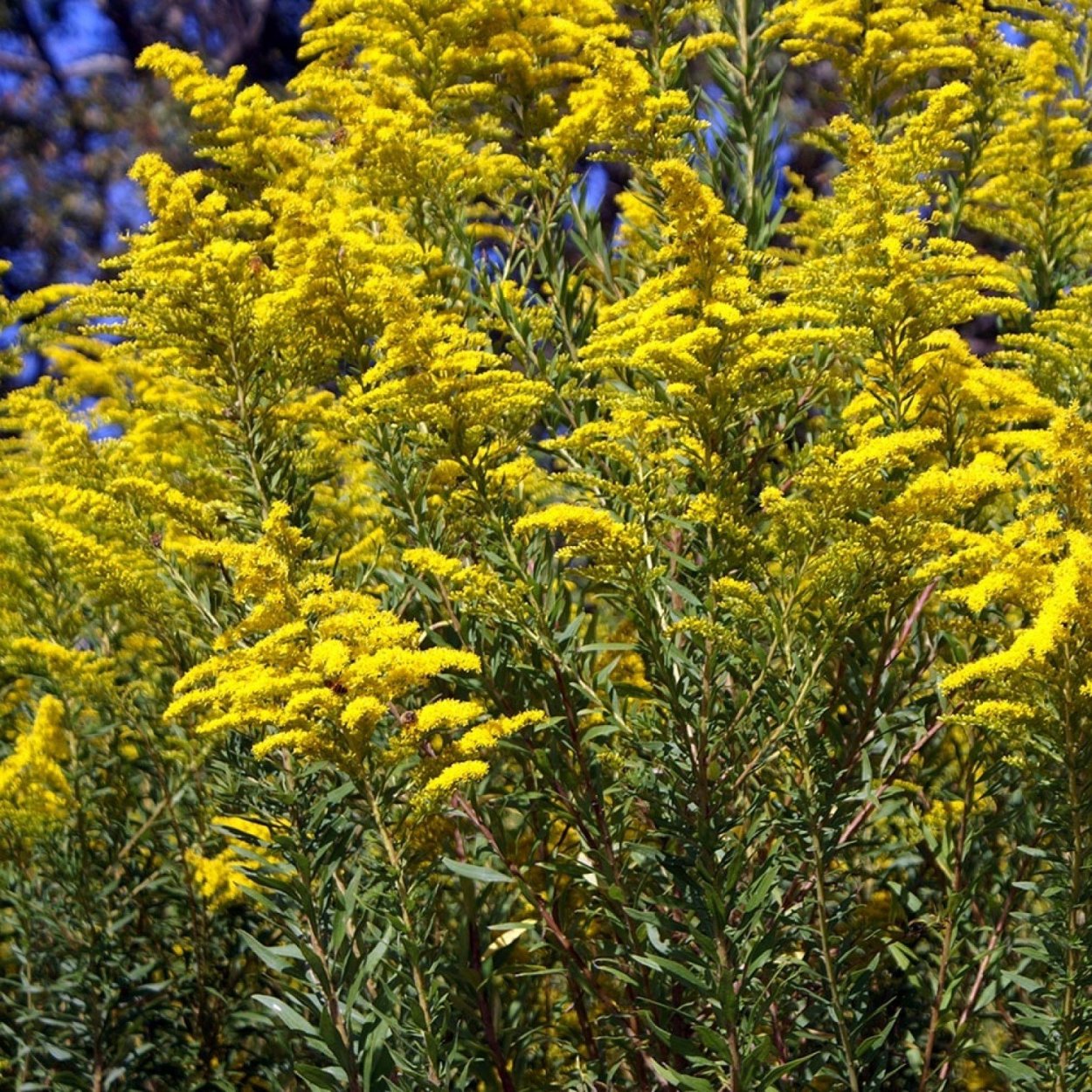 Solidago missouriensis