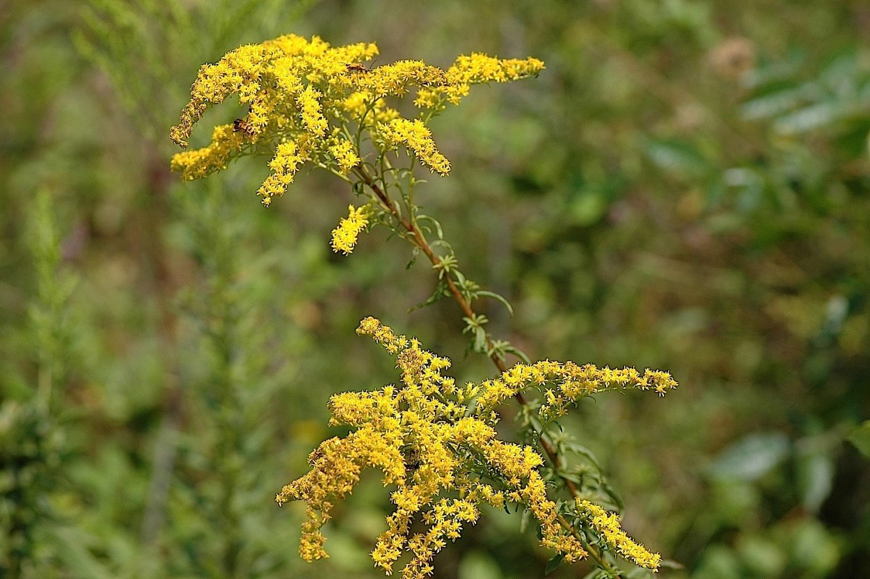 Золотарник (Solidago) Goldkind