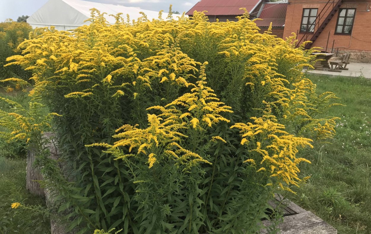 Золотарник канадский (солидаго)