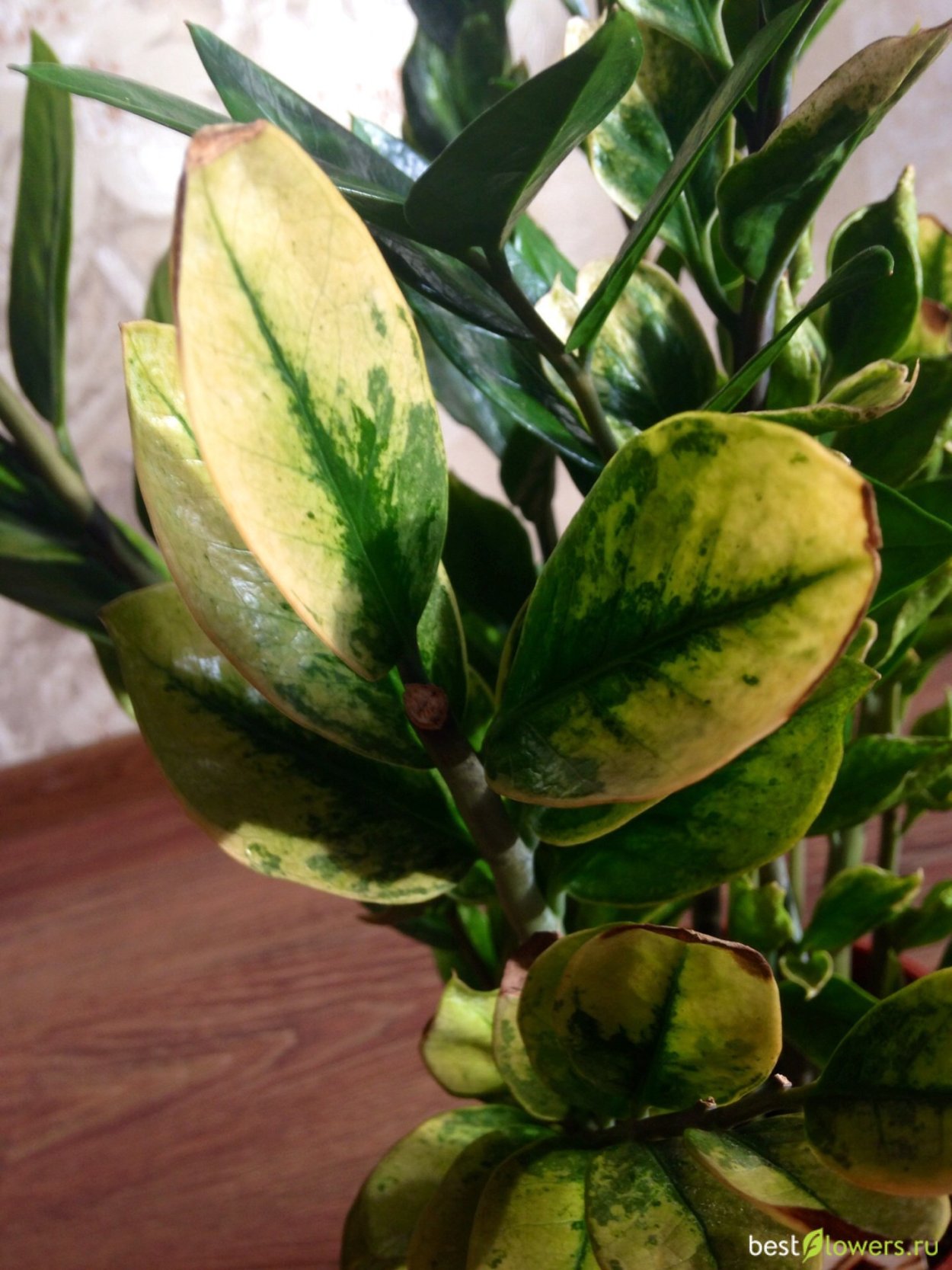 Замиокулькас Вариегат