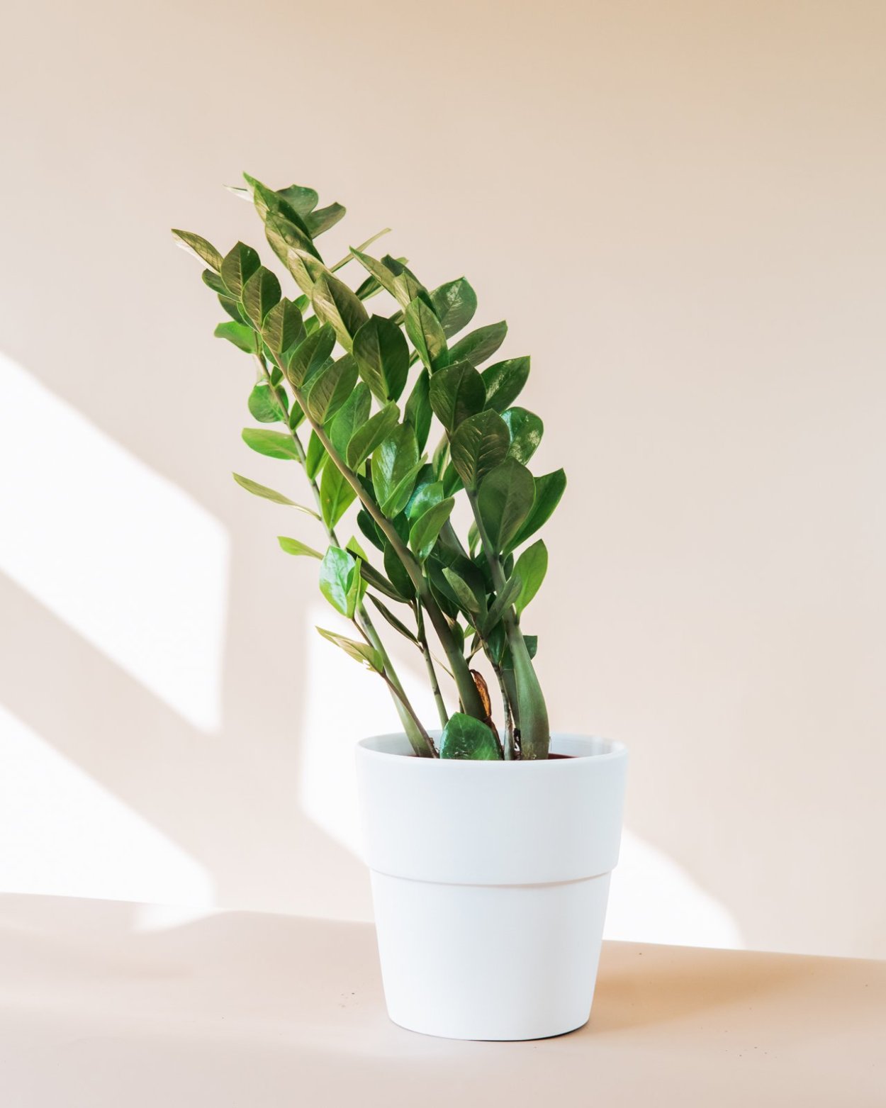 Замиокулькас в горшке