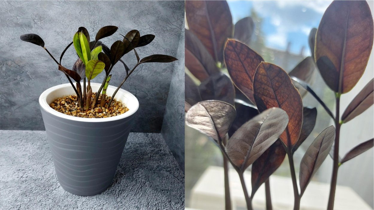 Замиокулькас пурпурный Корея