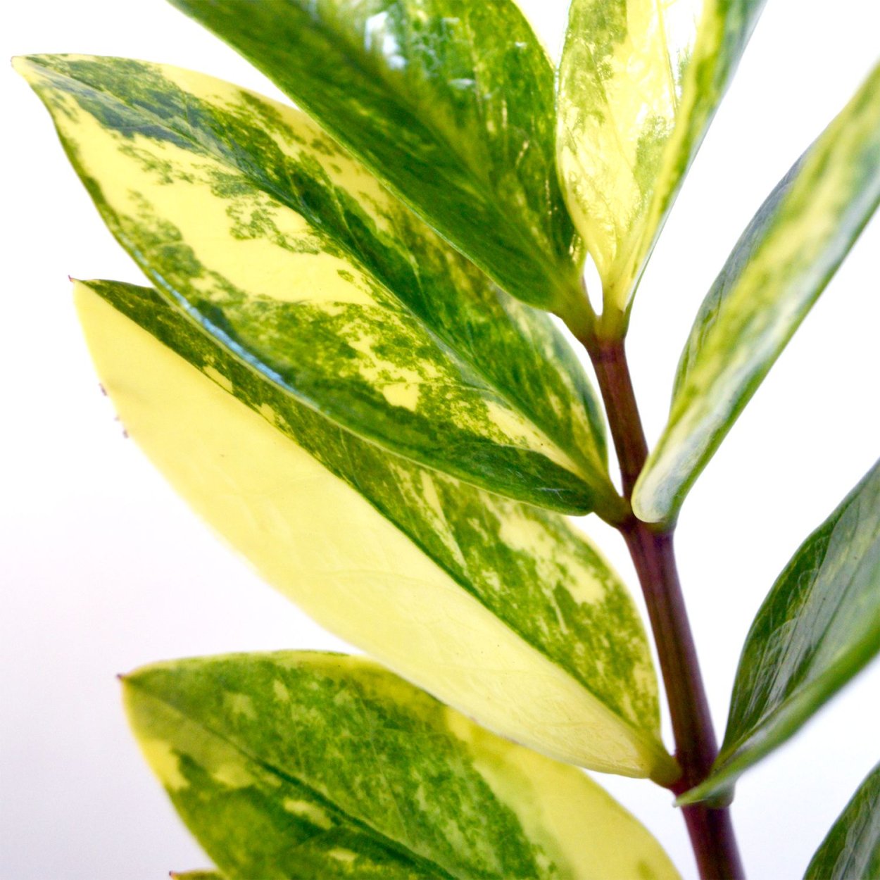 Замиокулькас Вариегат