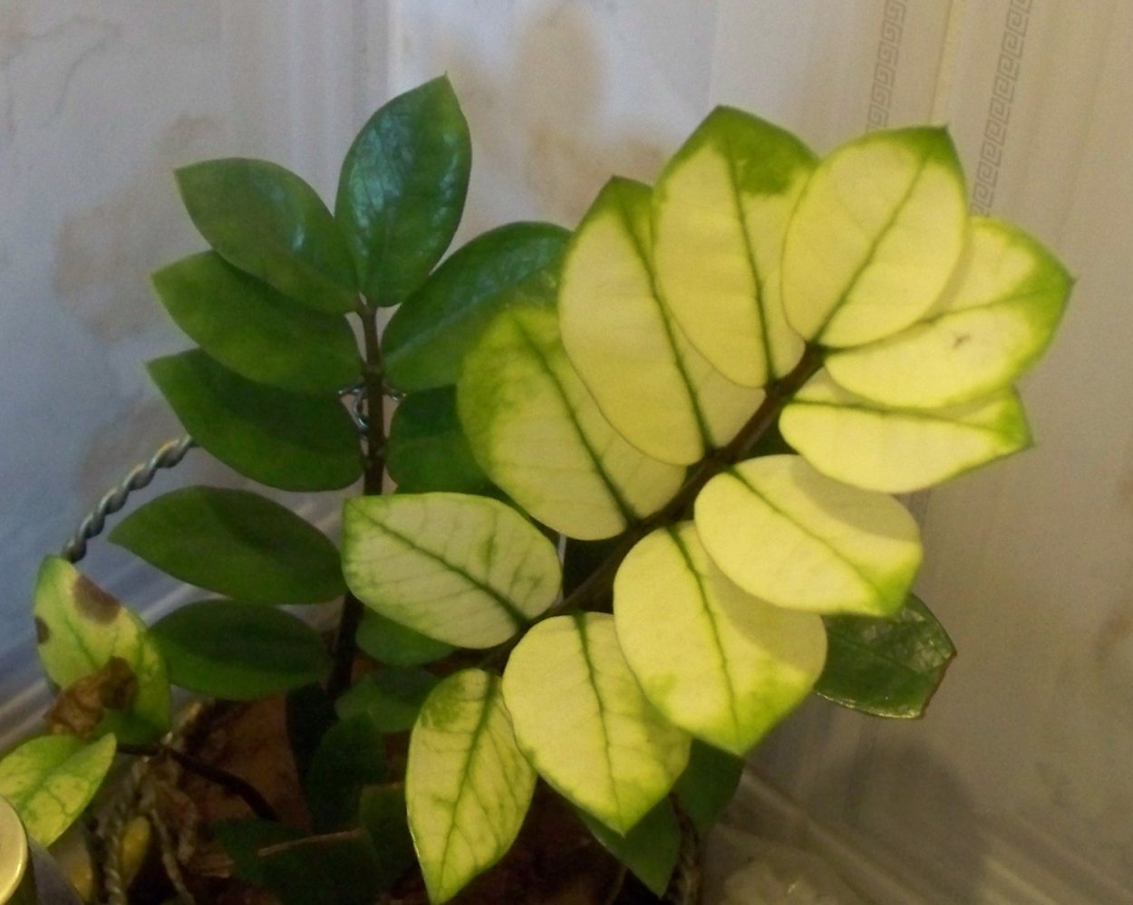 Замиокулькас Lemon long Leaf