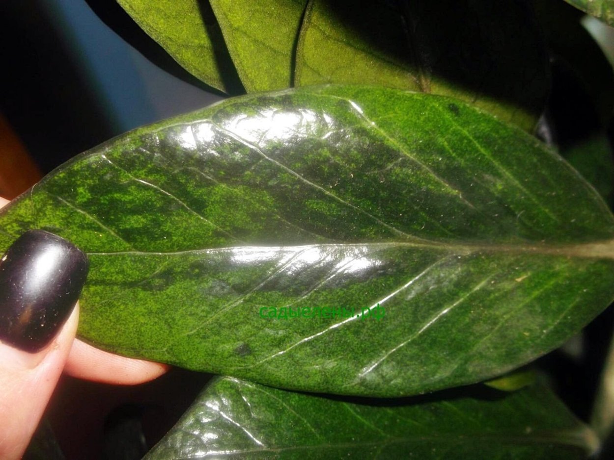 Стиллера растения