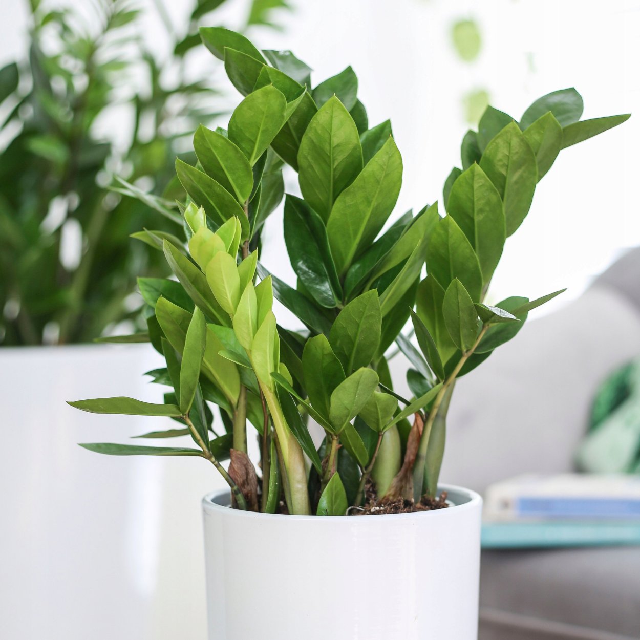 Замиокулькас замиелистный