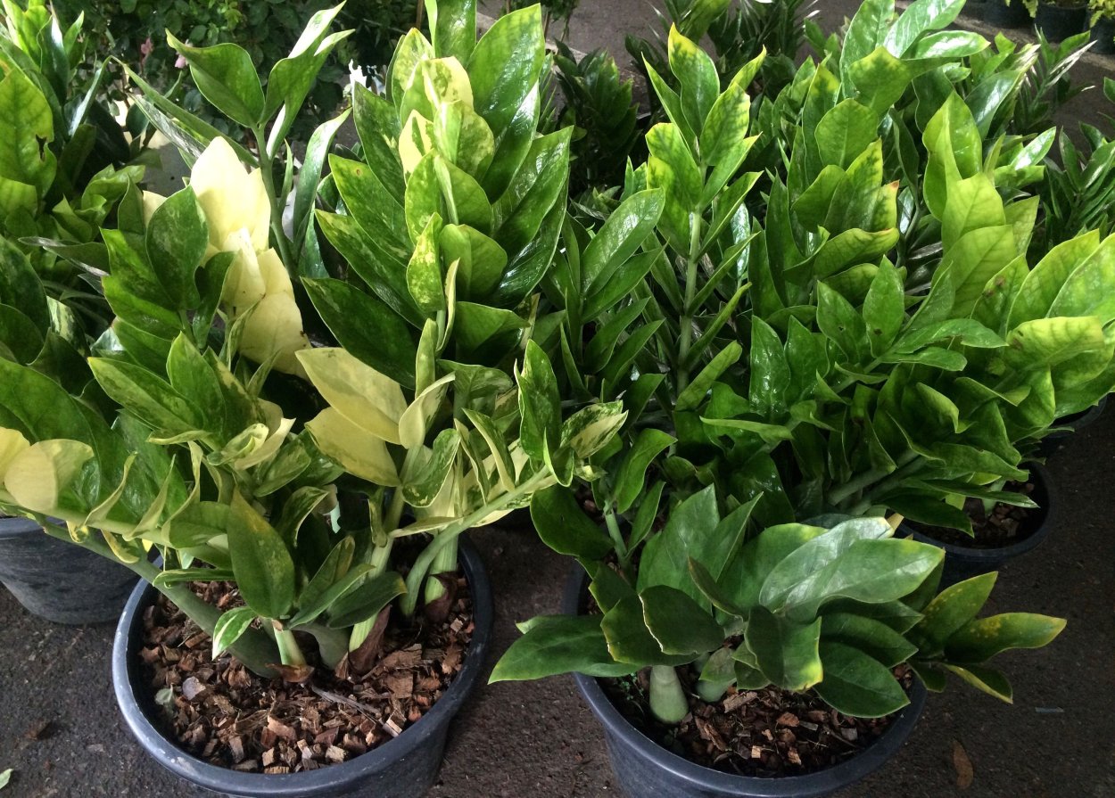 Zamioculcas Zamifolia variegated (short Leaf)