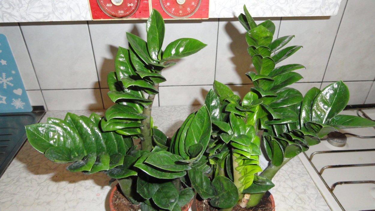 Замиокулькас Минимализм обои