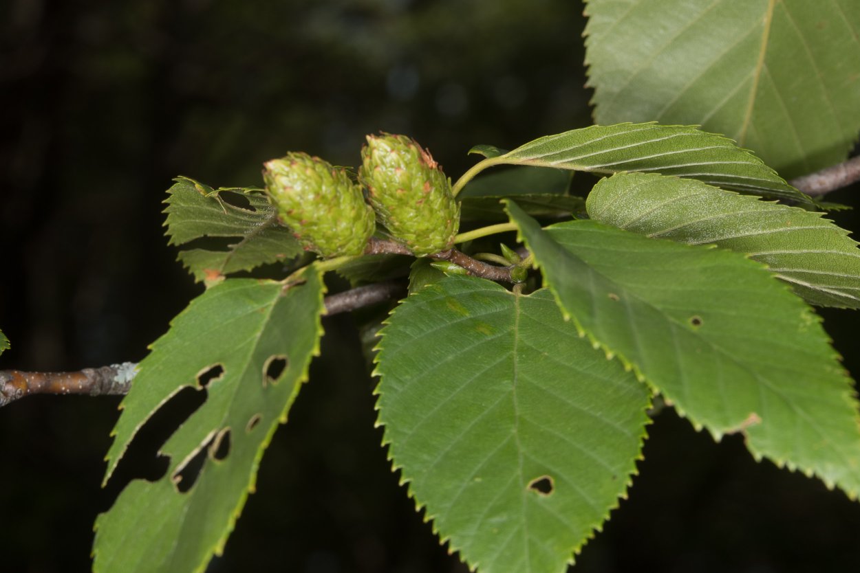 Alnus cordata ольха сердцелистная