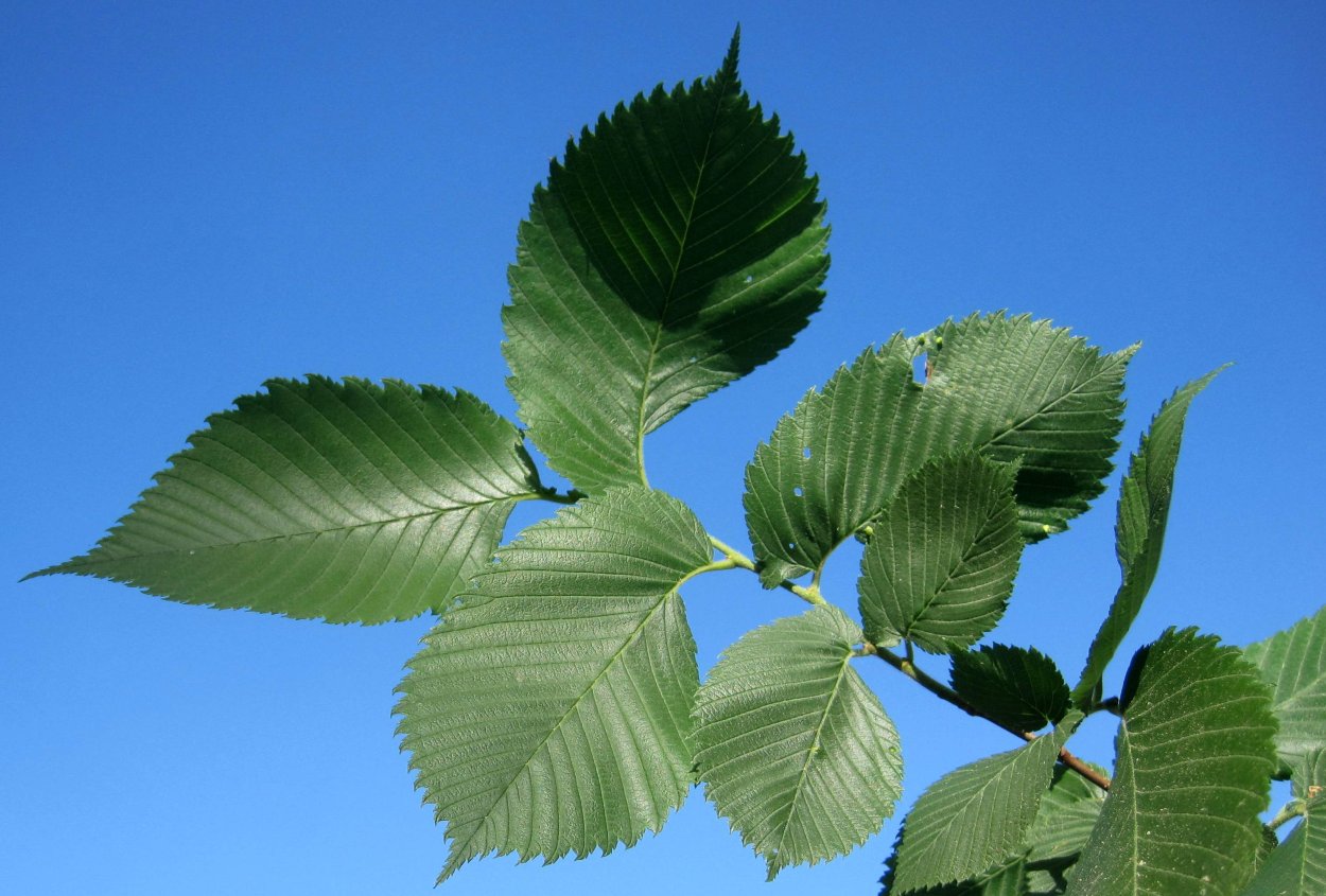 Вяз гладкий (Ulmus laevis)