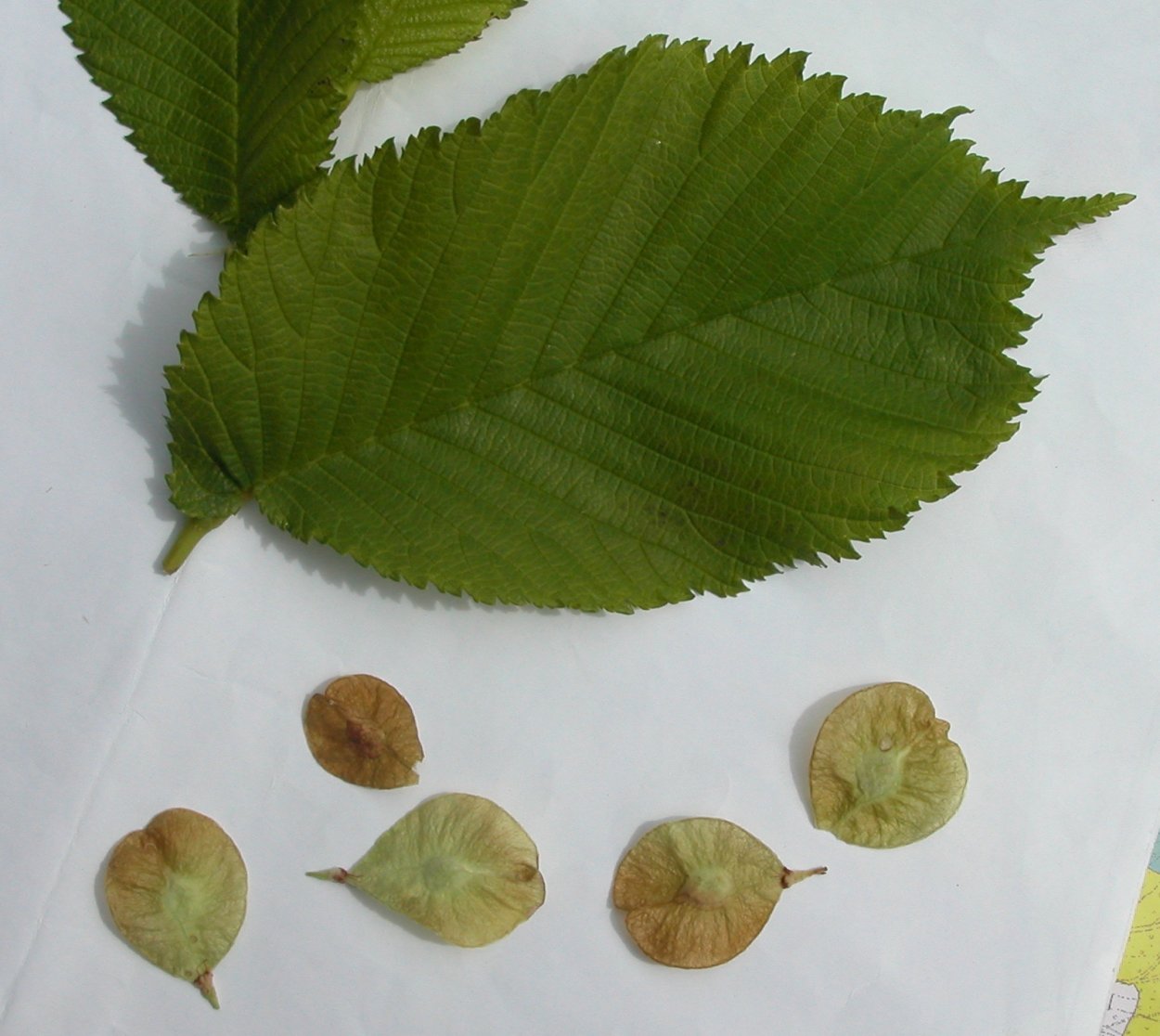 Ulmus glabra лист