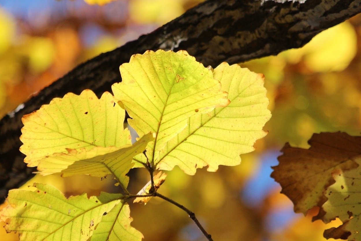 Ветка осины