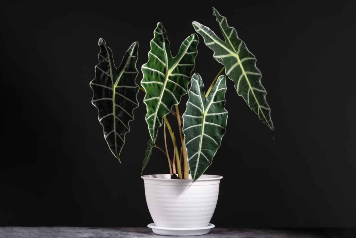 Алоказия Марокко