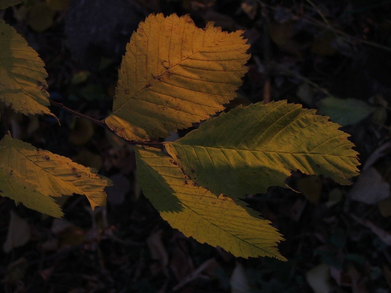 Листья ольхи листья вяза