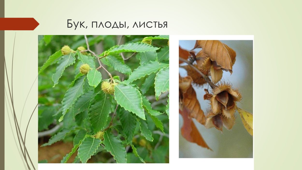 Граб бук вяз