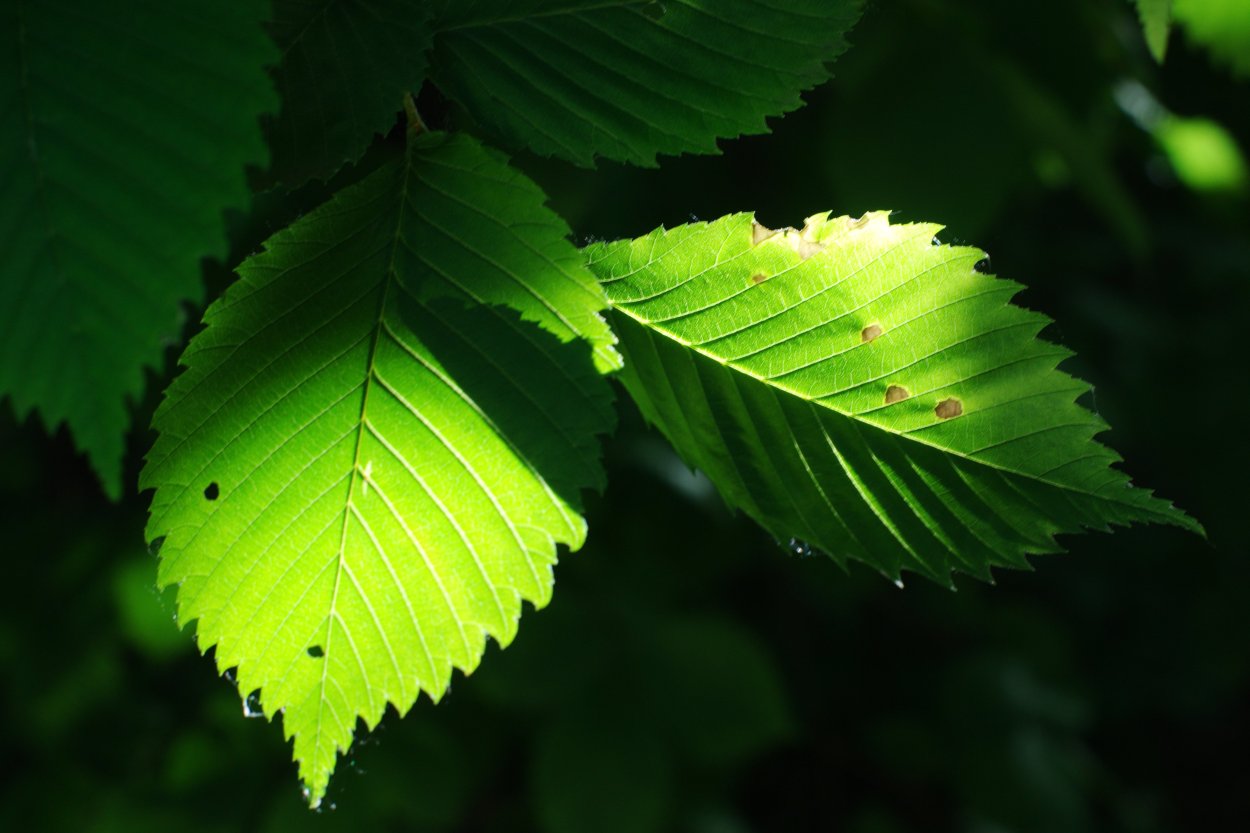 Карагач листья