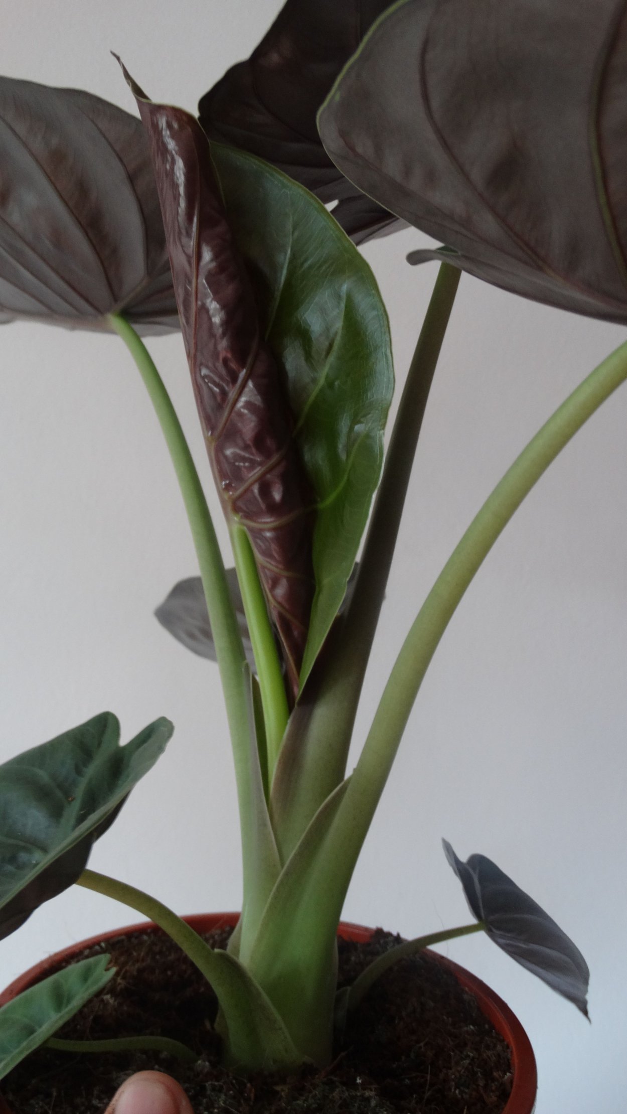 Алоказия сандериана sanderiana