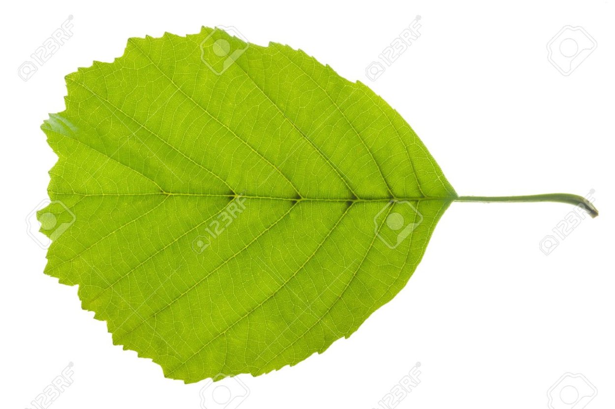 Лист орешника осенью