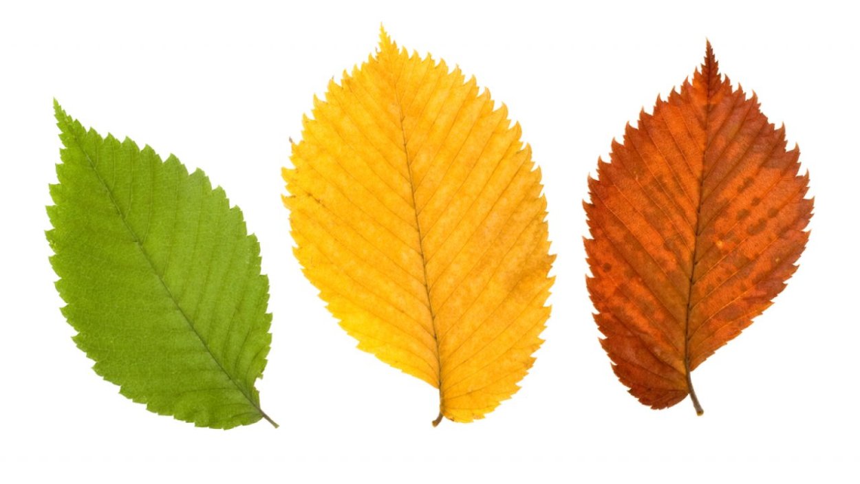 Клипарт листья вяза