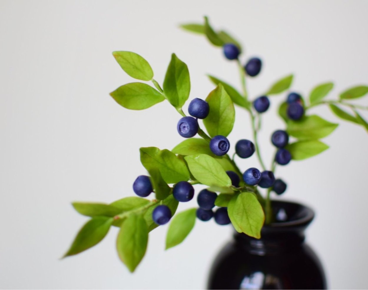 Ветви черники