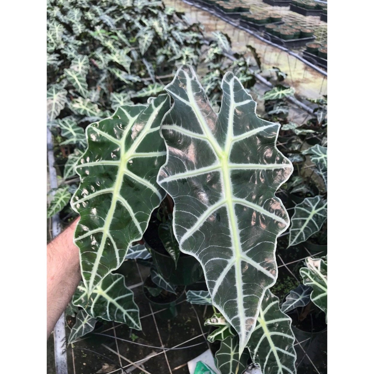 Алоказия макрориза Блэк СТЭМ