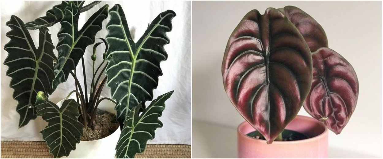 Алоказия ред вельвет