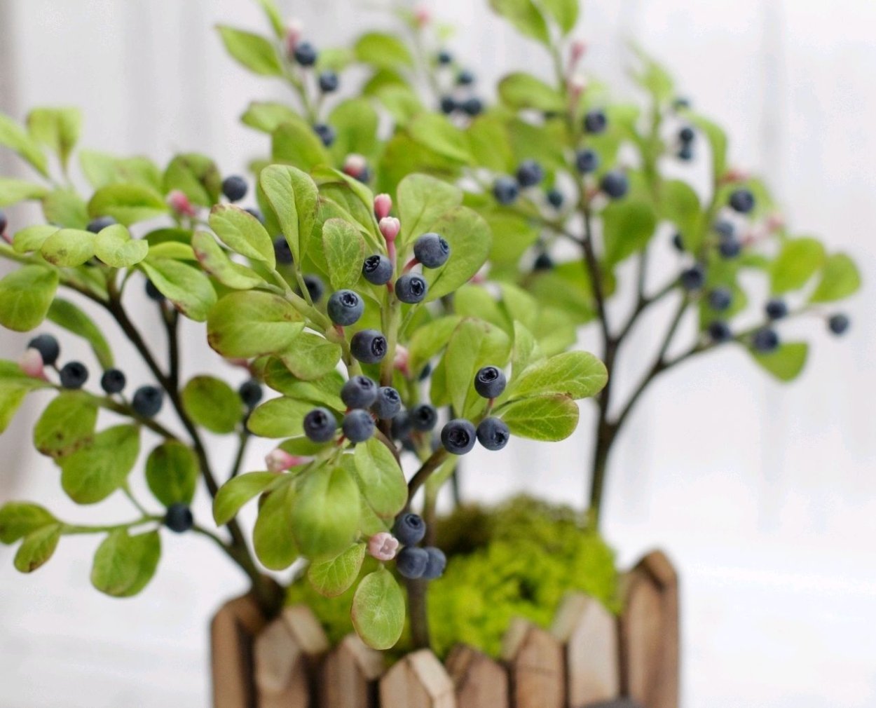 Веточка голубики