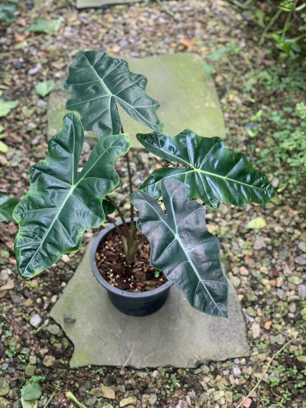 Алоказия Полли цветет