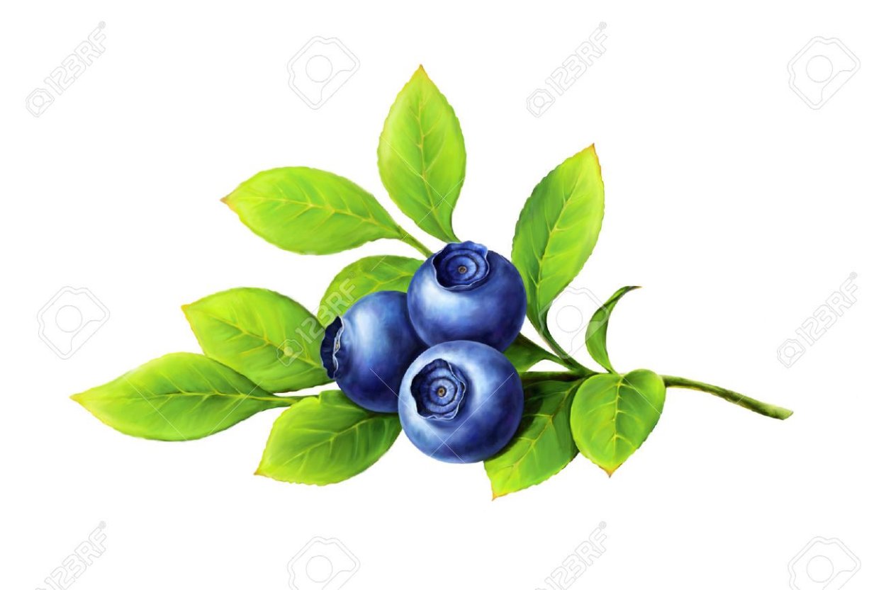 Лист черники на белом фоне