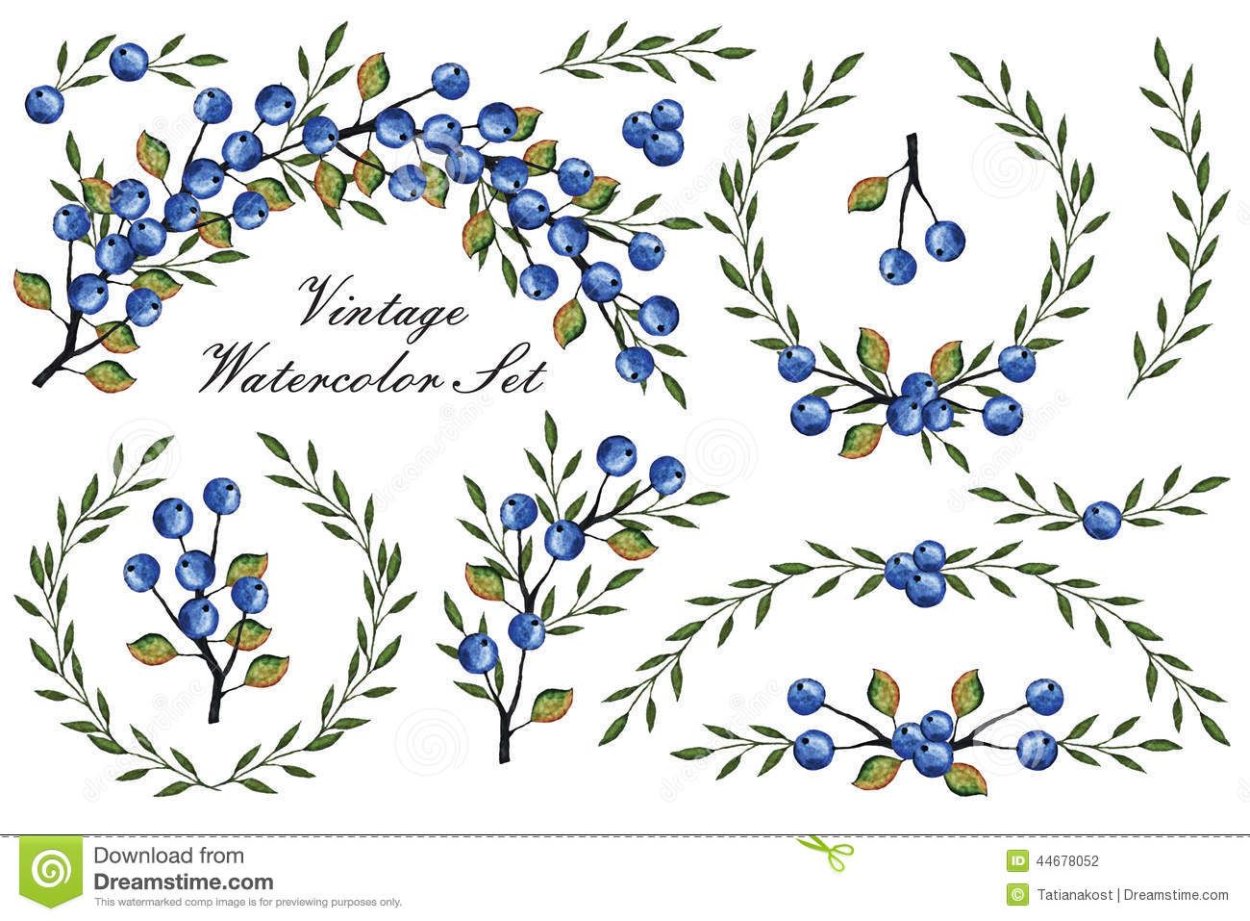 Венок голубики рисунок