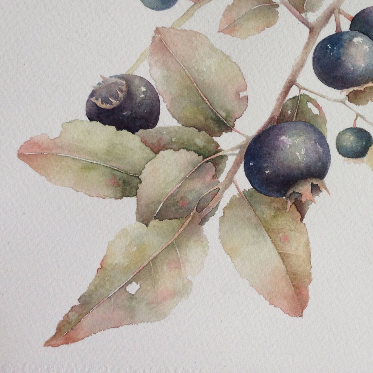 Ботаника акварелью