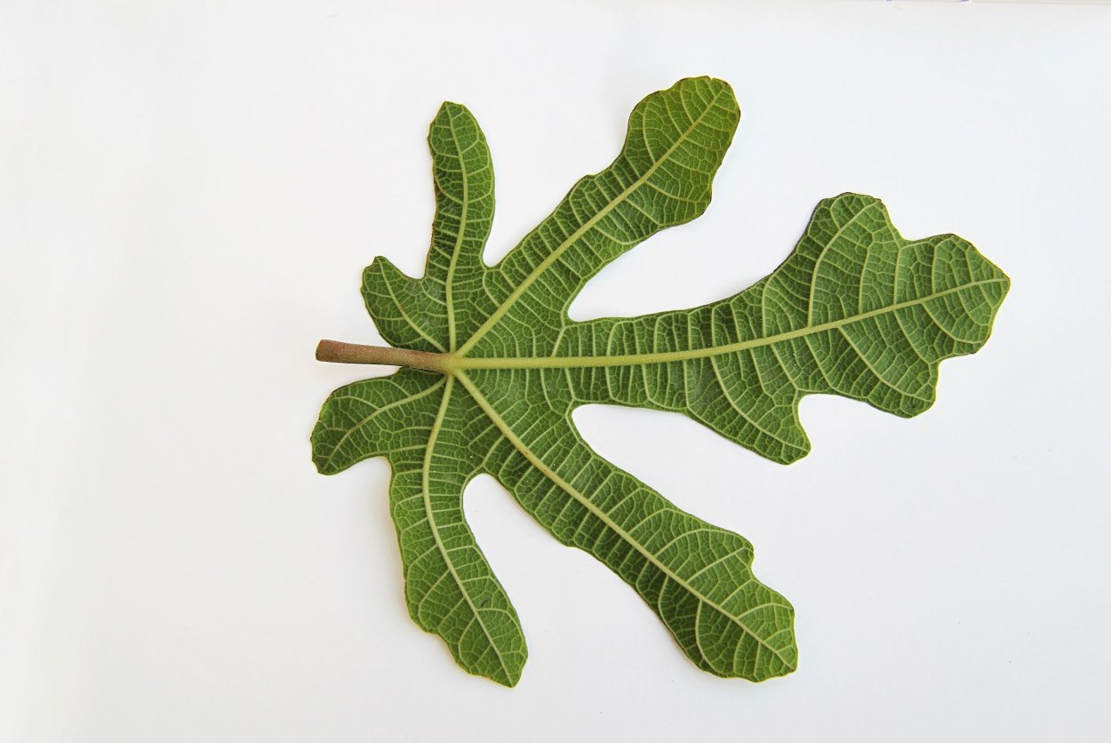 Фиговый лист