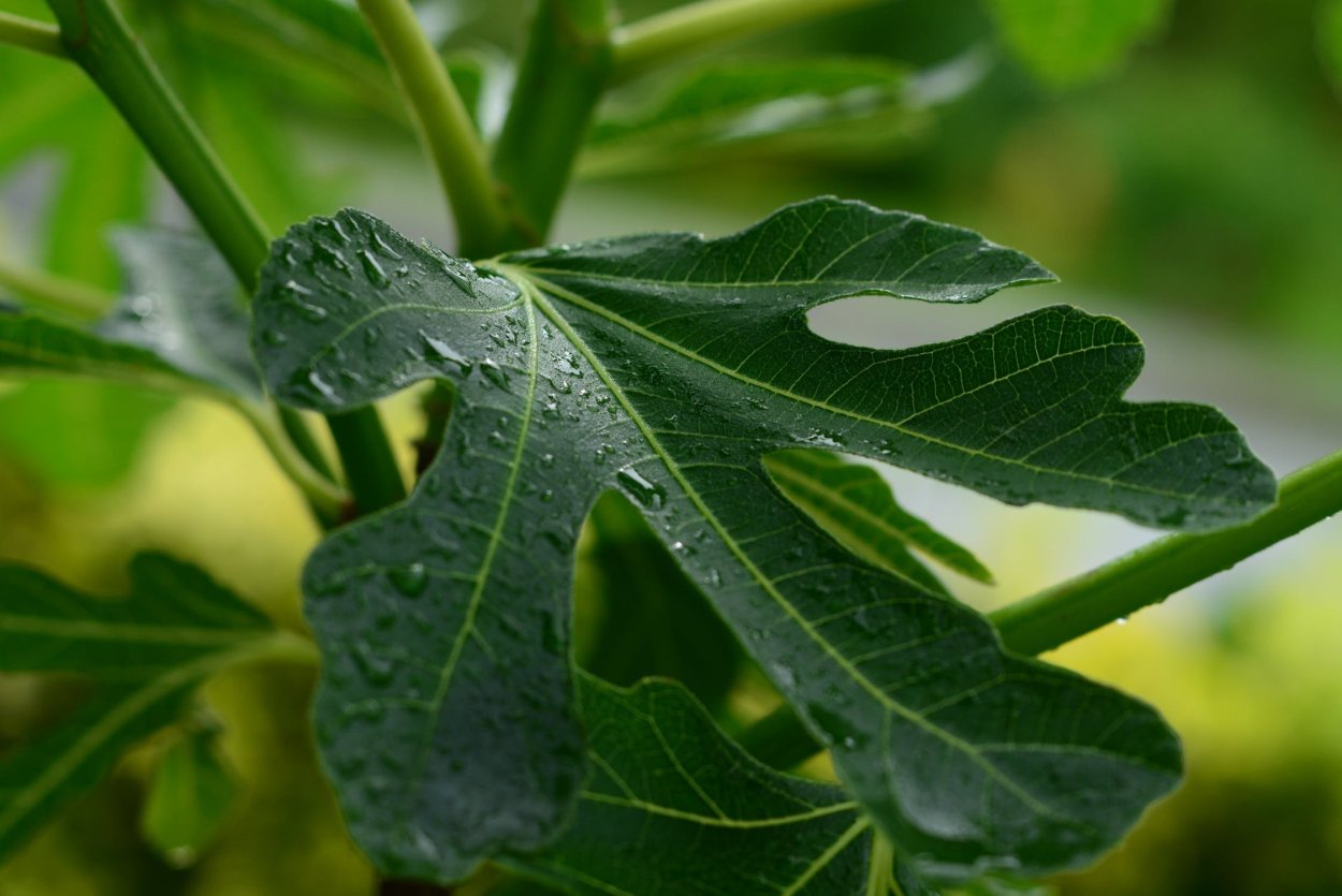 Лист смоквы