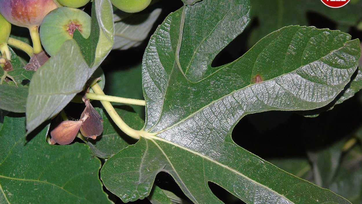 Бурая пятнистость на инжире