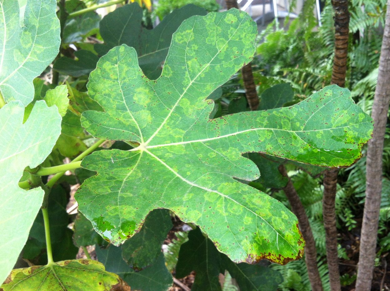 Инжир мозаика