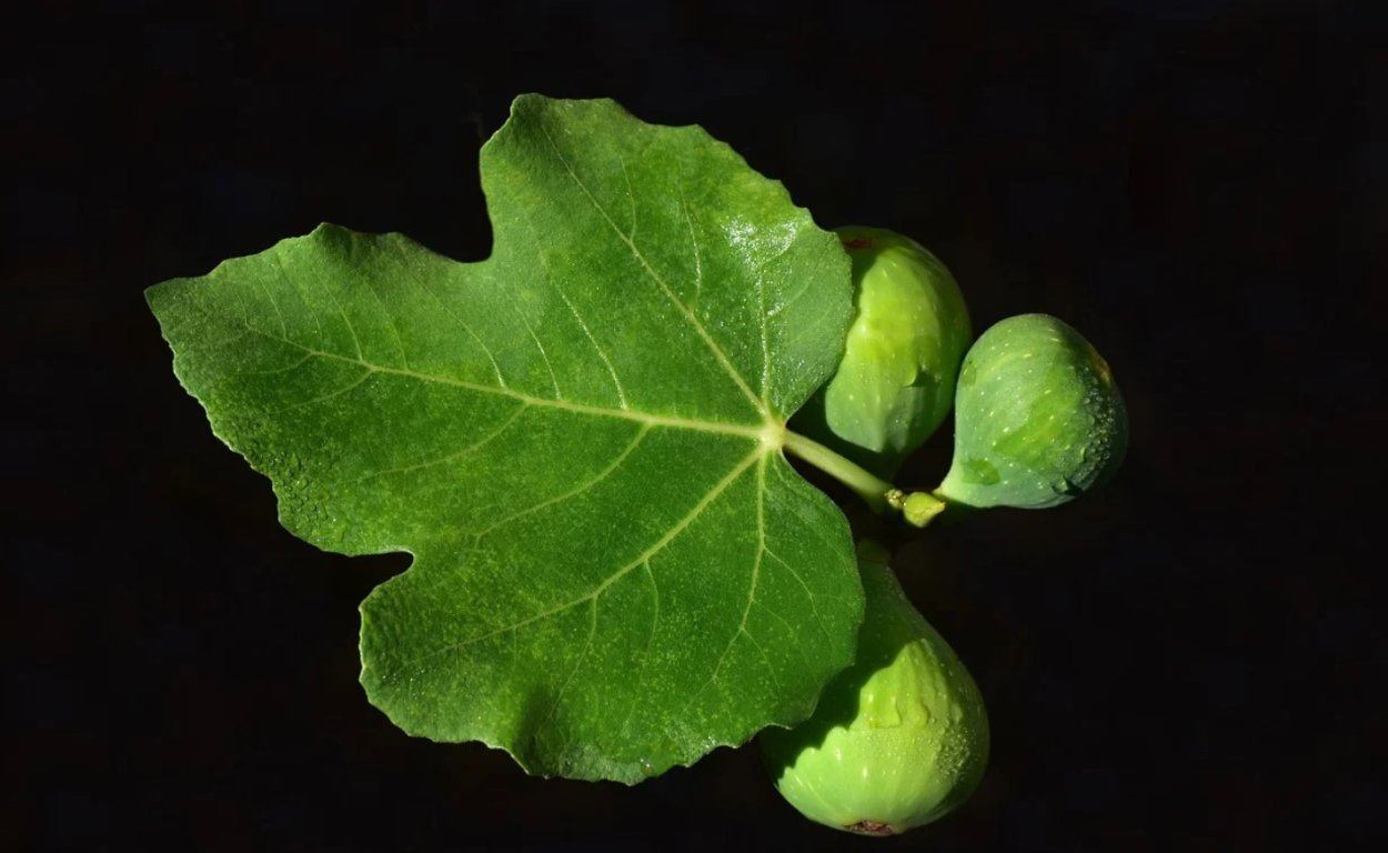 Фиговый листок