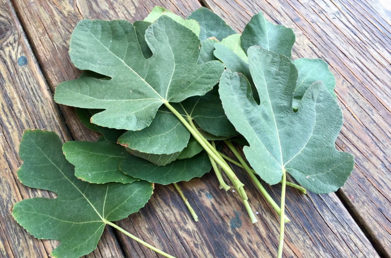 Лист инжирного дерева