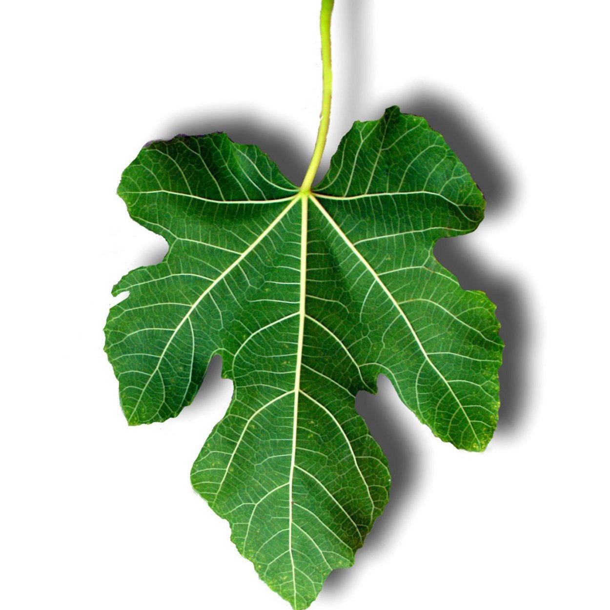 Фиговый листок ева