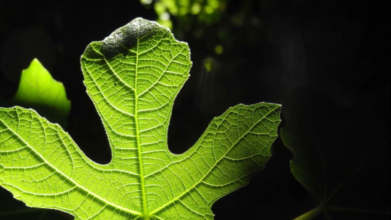 Фиговое дерево