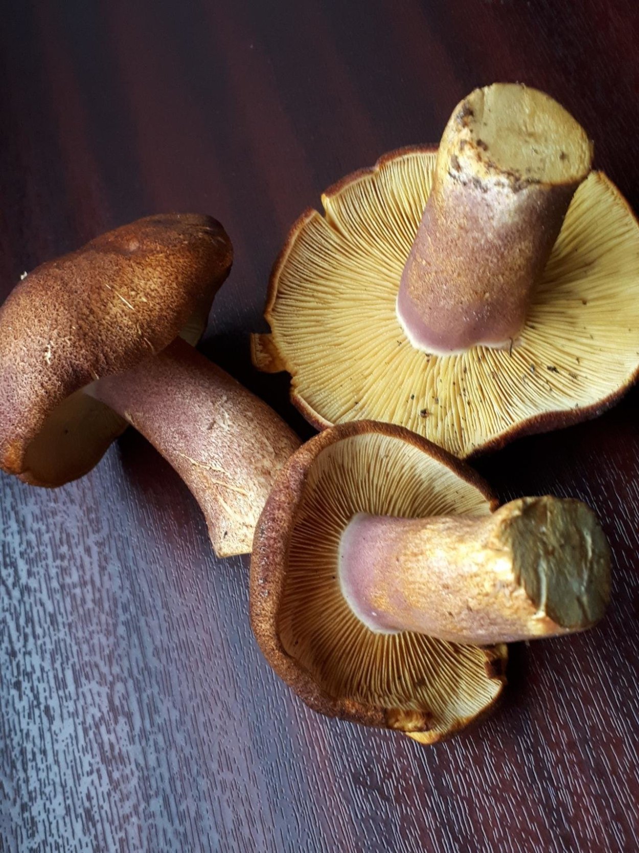 Паутинник козий гриб