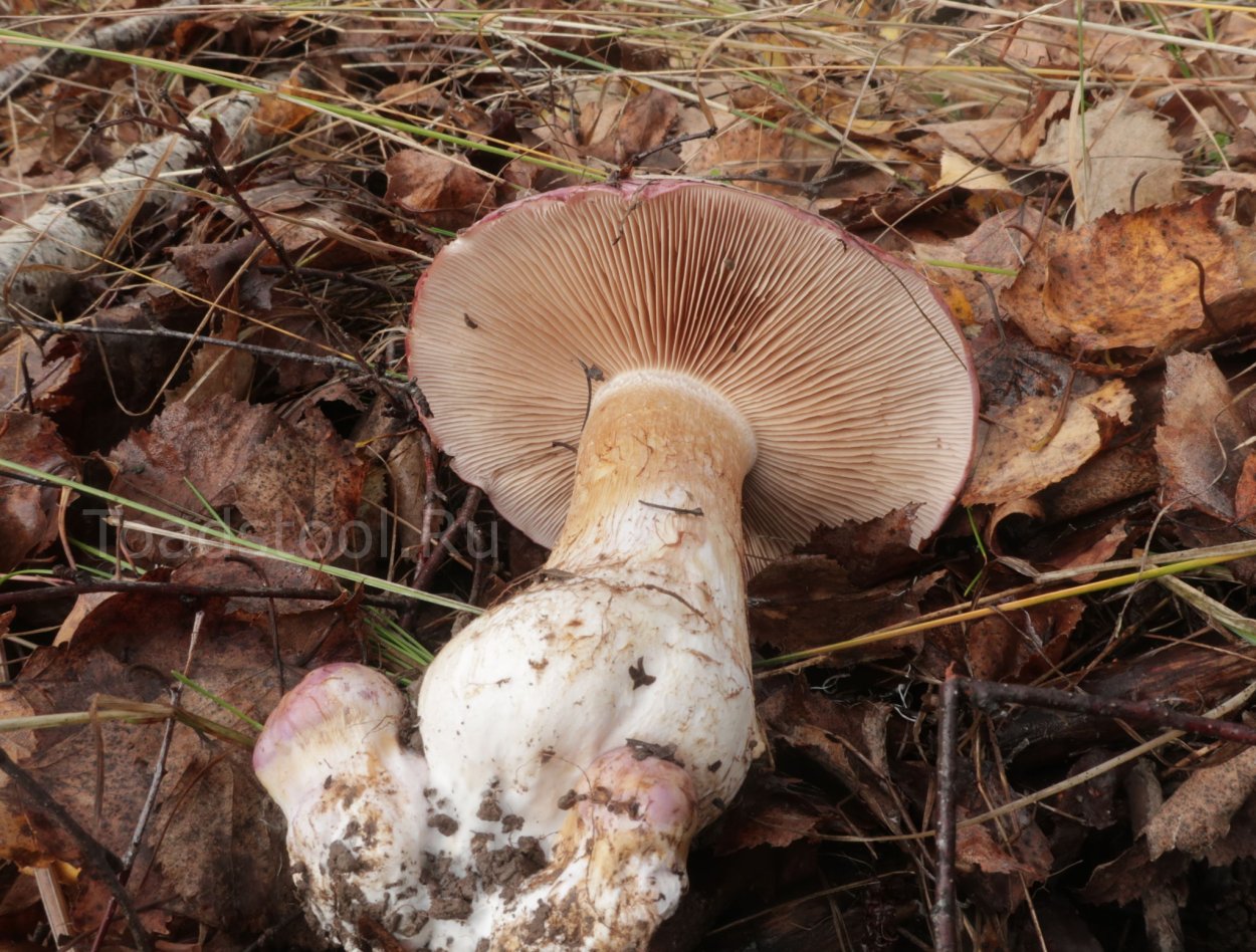 Паутинник съедобный толстушка