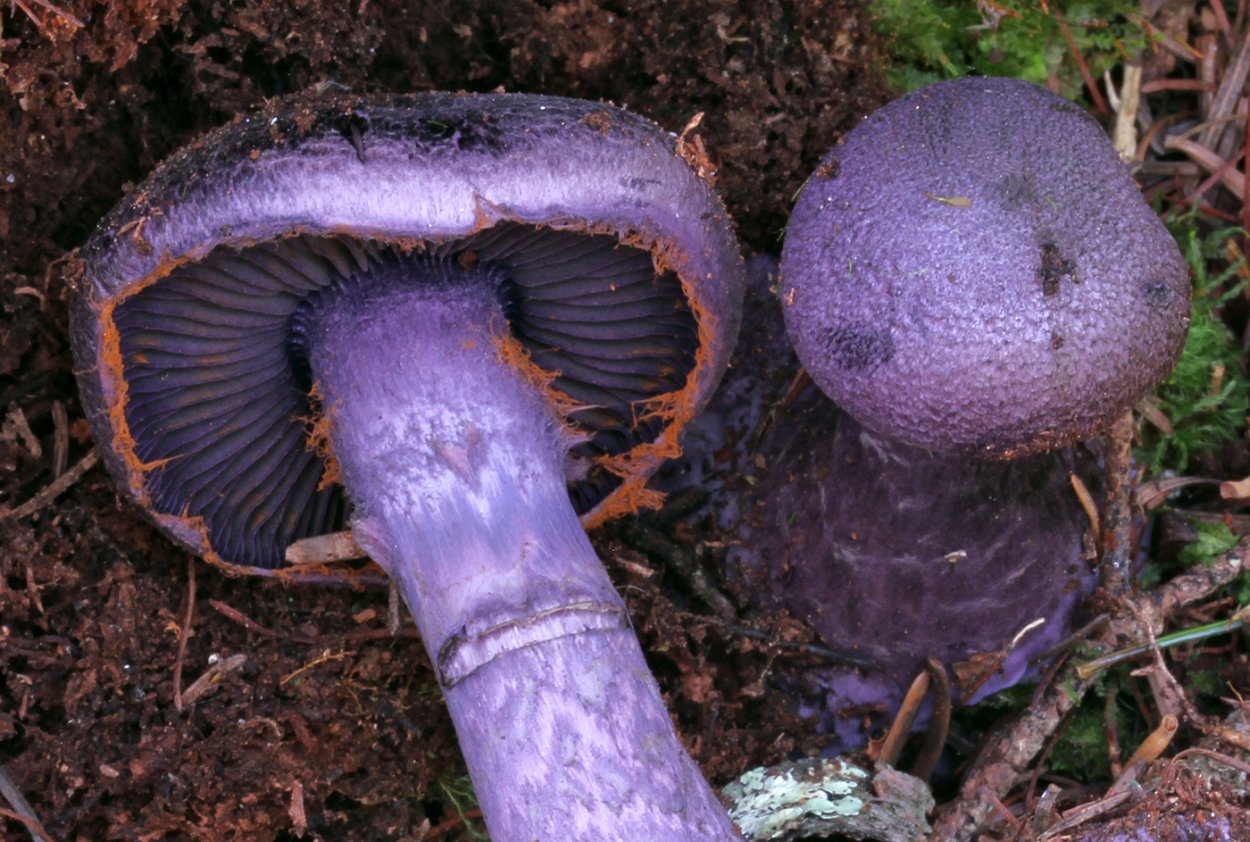 Cortinarius Terpsichores