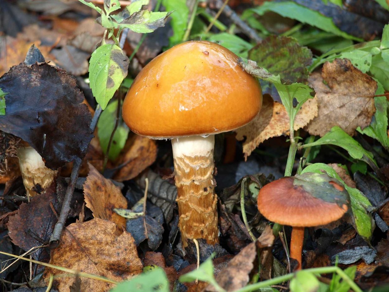 Cortinarius spilomeus