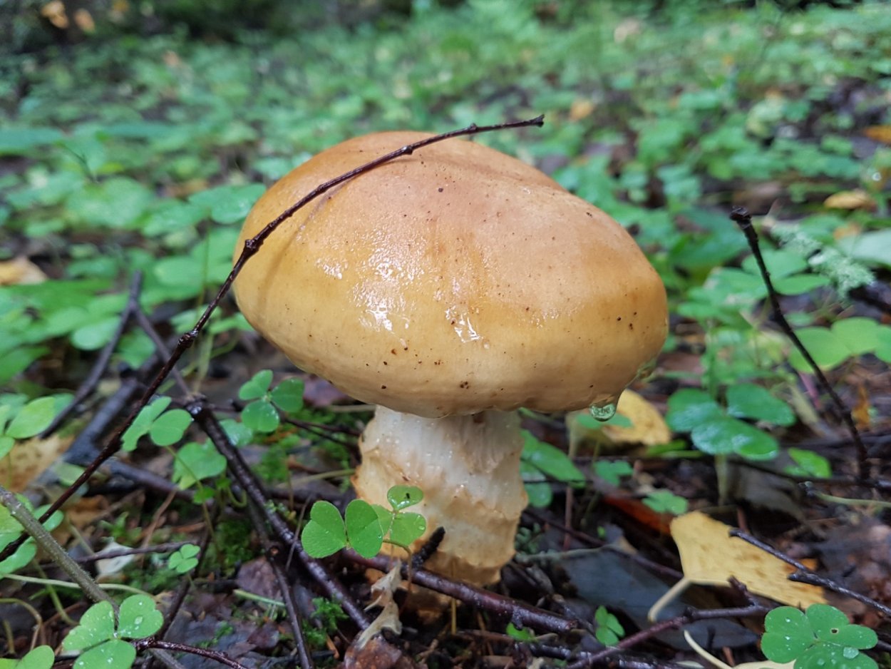 Паутинник ленивый Cortinarius Bolaris