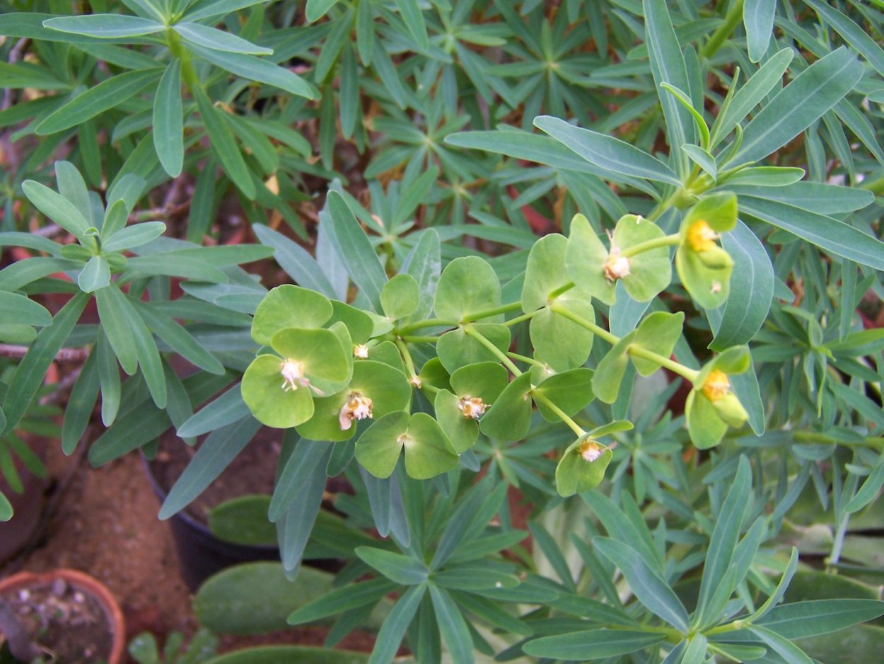 Euphorbia helioscopia молочай солнцегляд