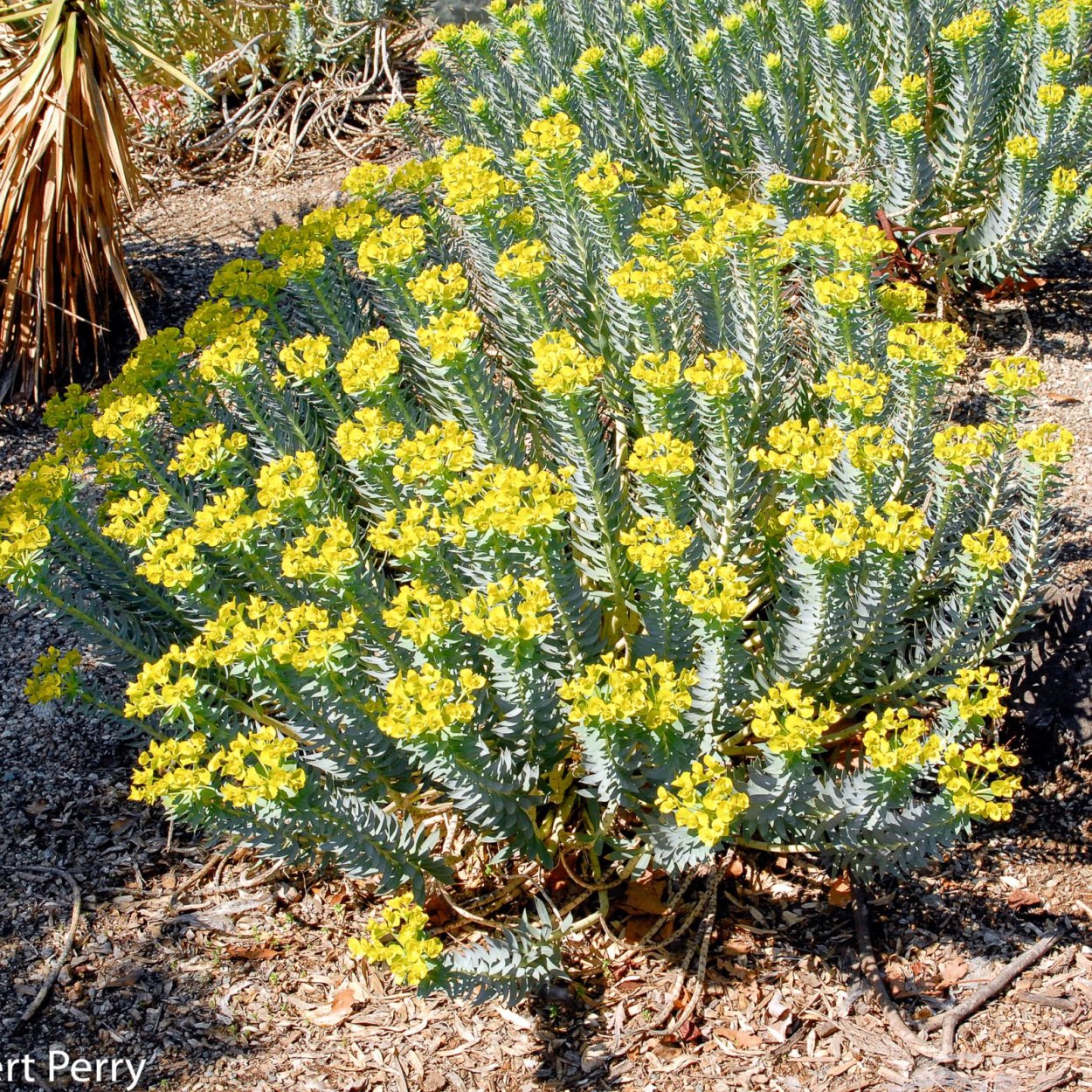 Молочай polychroma