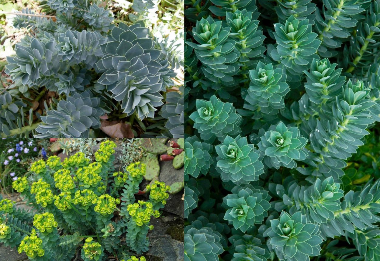 Молочай беложильчатый. Росток