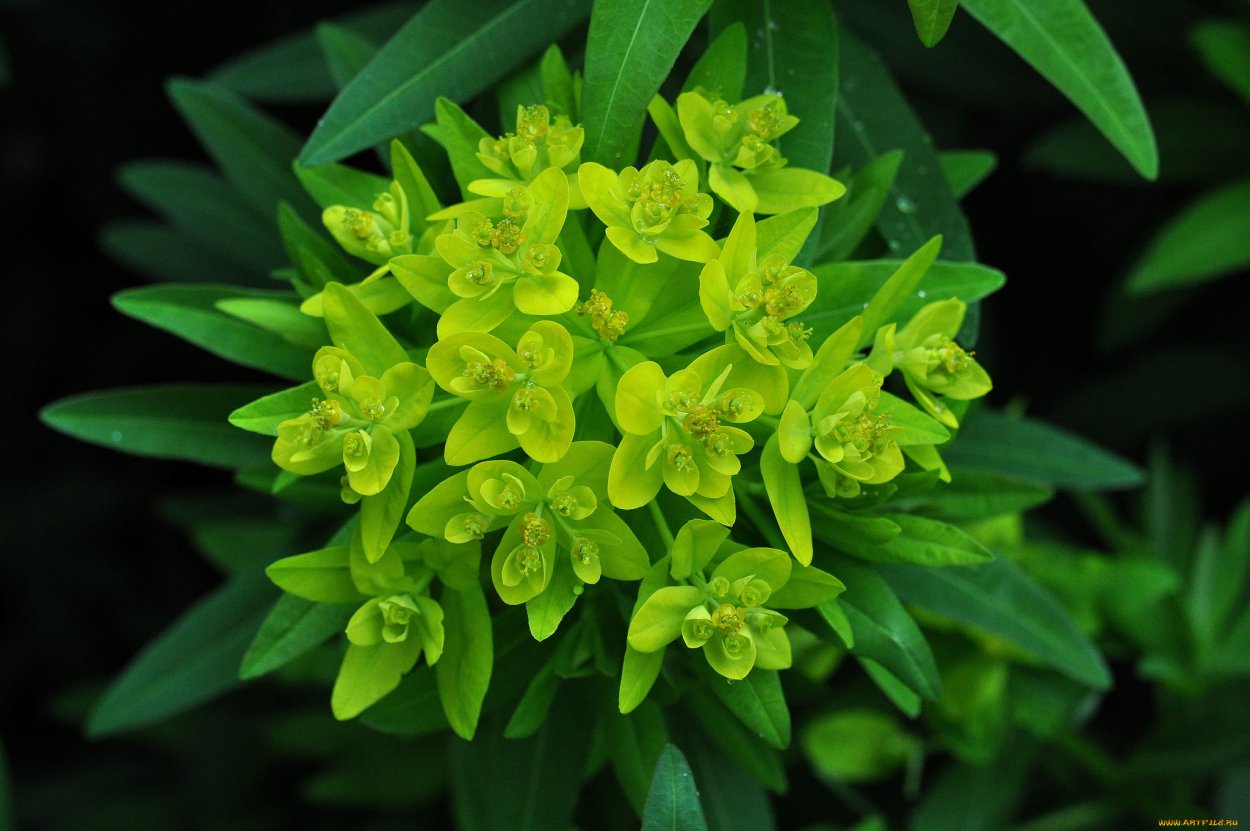 Молочай миртолистный