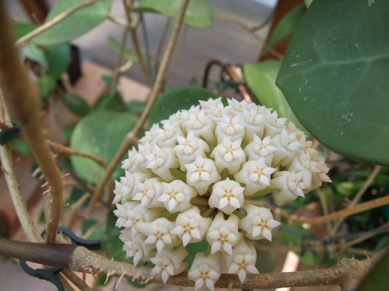 Hoya latifolia 138