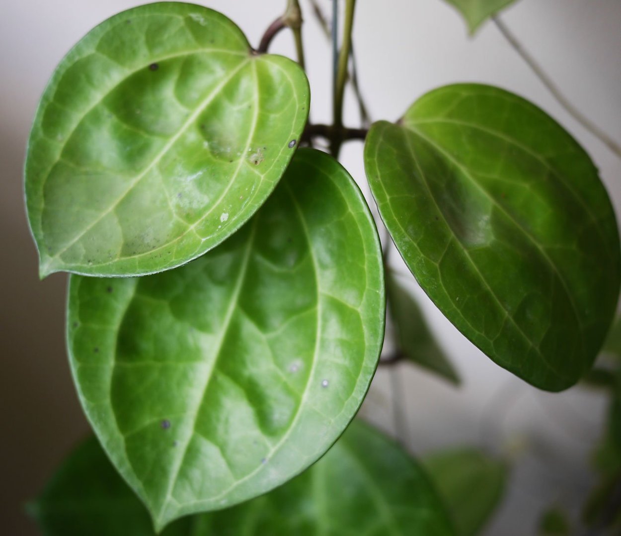 Хойя Латифолия Вариегата